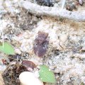 Gelastocoris oculatus