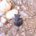 Gelastocoris oculatus