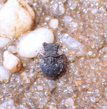 Gelastocoris oculatus (Big-eyed Toad Bug)