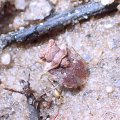 Gelastocoris oculatus