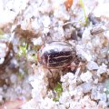 Agabus taeniolatus