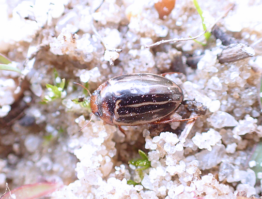 Agabus taeniolatus