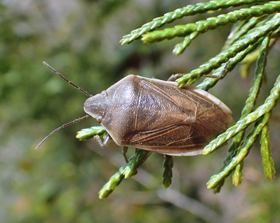 Chlorochroa senilis