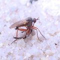 Empis