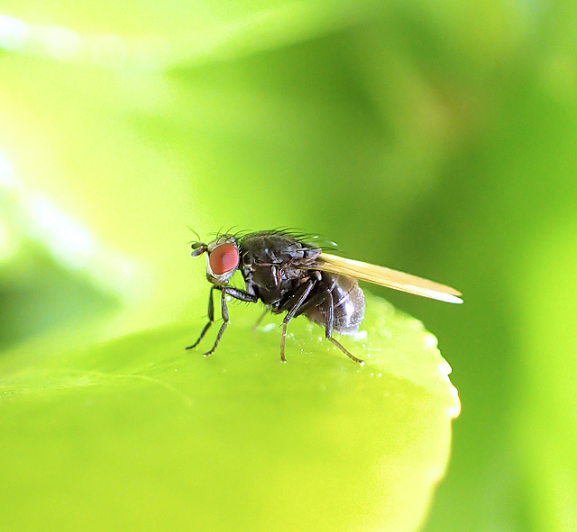 Genus Minettia