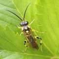 Macrophya