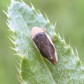 Philaenus spumarius