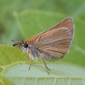 Thymelicus lineola