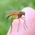Rhagio tringarius