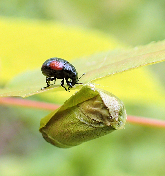 Synolabus bipustulatus (Red-shouldered Leaf Rolling Weevil)