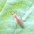 Lonchoptera