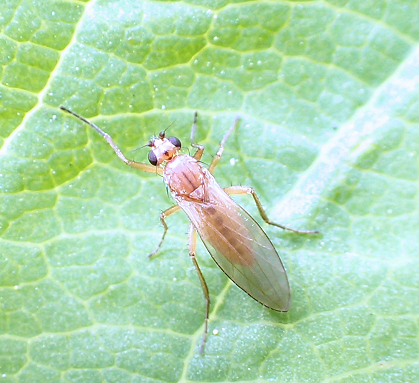 Genus Lonchoptera