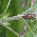 Hippopsis lemniscata