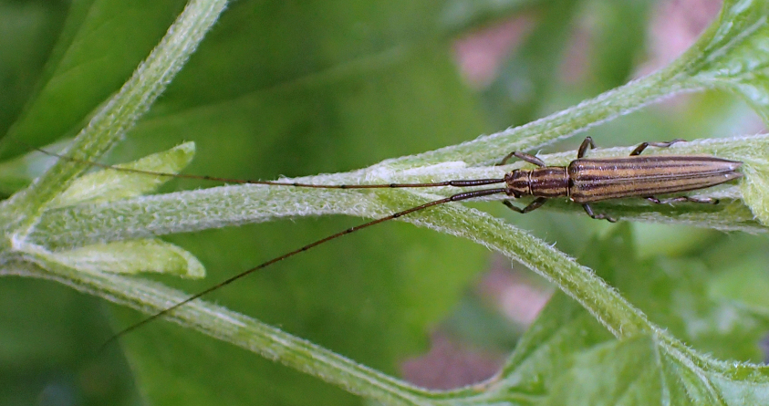 Hippopsis lemniscata (Ribbon Longhorn Beetle)