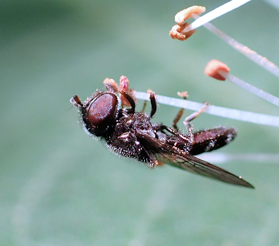 Family Syrphidae (Hover Flies)