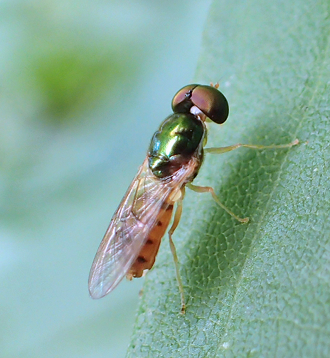 Family Stratiomyidae (Soldier Flies)