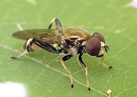 Genus Xylota (Leafwalkers and Forest Flies)