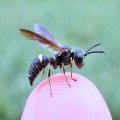 Cerceris fumipennis