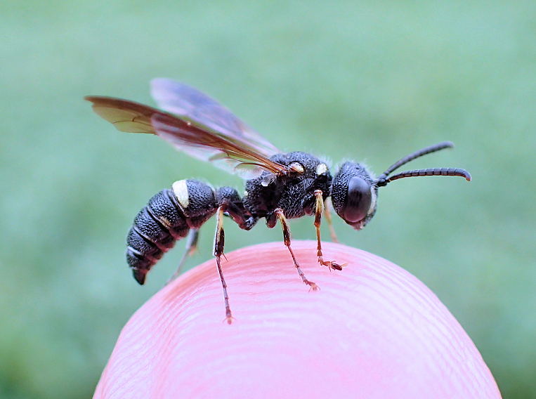Cerceris fumipennis (Smoky-winged Beetle Bandit Wasp)