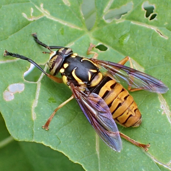 Spilomyia alcimus (Broad-banded Hornet Fly)