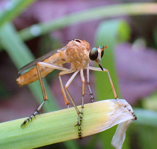 Genus Diogmites (Hanging Thief Robber Flies)