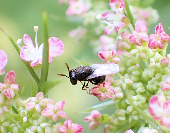 Genus Perilampus