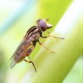 Eurimyia stipata