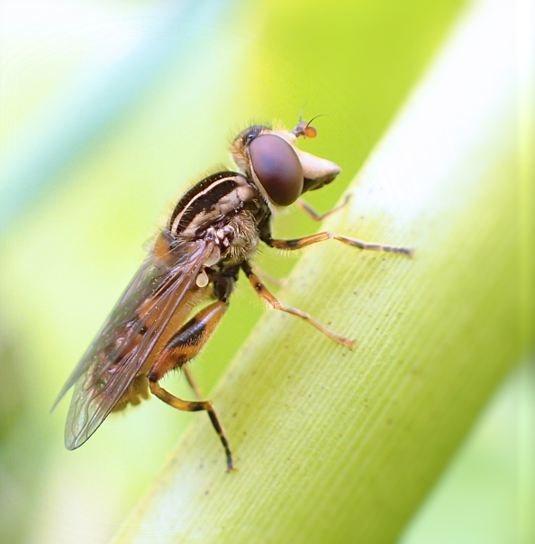 Eurimyia stipata (Long-nosed Swamp Fly)