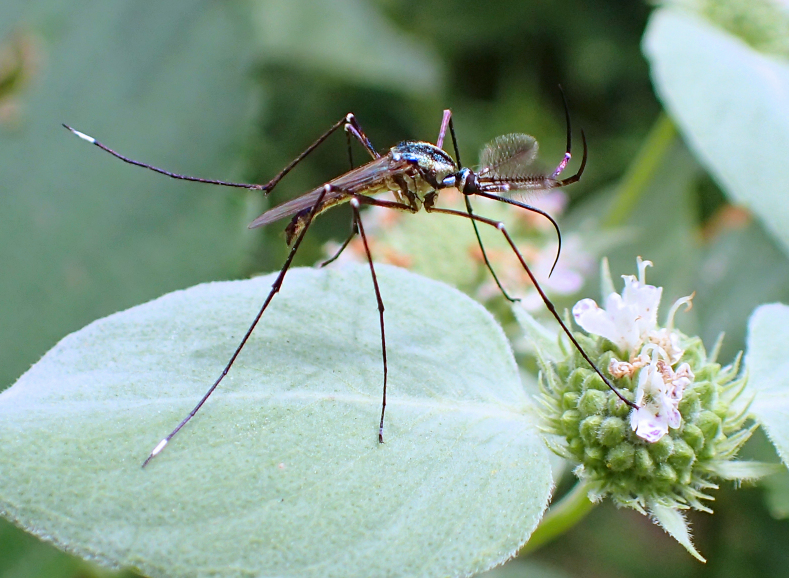Toxorhynchites rutilus (Elephant Mosquito)