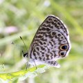 Leptotes cassius