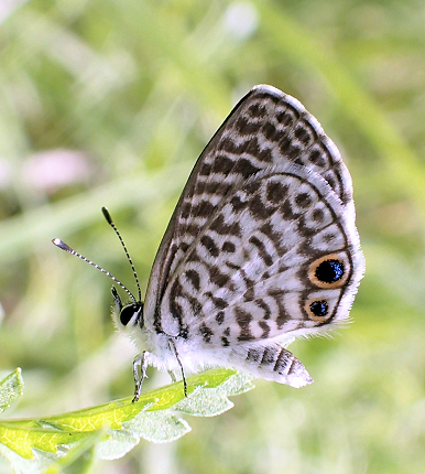 Leptotes cassius (Cassius Blue)