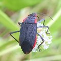 Jadera haematoloma