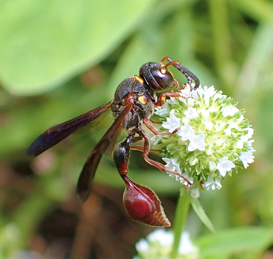Zethus slossonae (Slosson's Mason Wasp)
