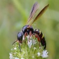 Myzinum dubiosum