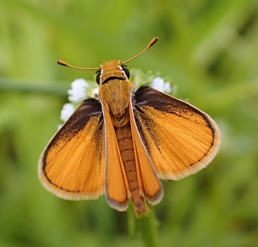 Oarisma minima (Southern Skipperling)