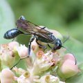 Chalybion zimmermanni