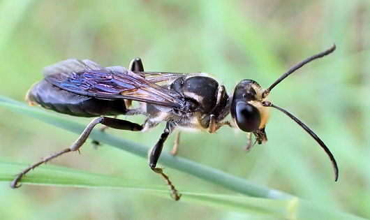 Sphex dorsalis