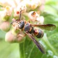 Hoplisoides