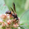 Hoplisoides