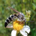 Dielis plumipes