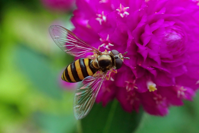 Genus Eupeodes (Aphideaters)