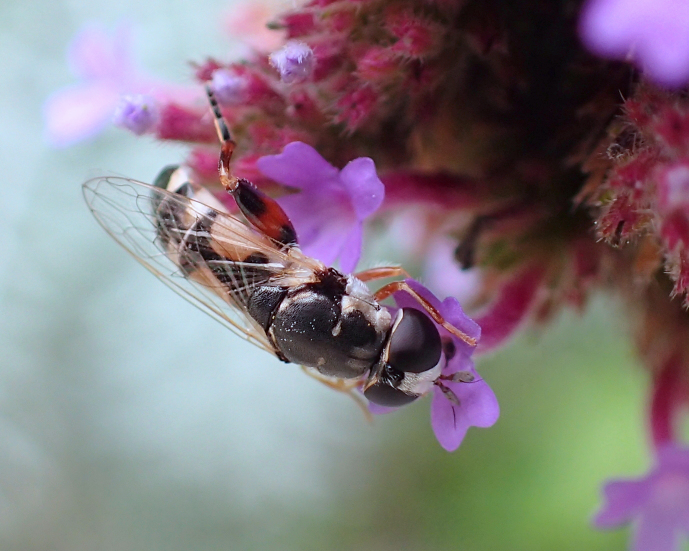 Syritta flaviventris (Peg-legged Compost Fly)