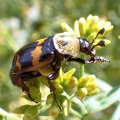 Nicrophorus tomentosus