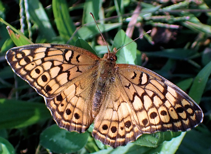 Euptoieta claudia (Variegated Fritillary)