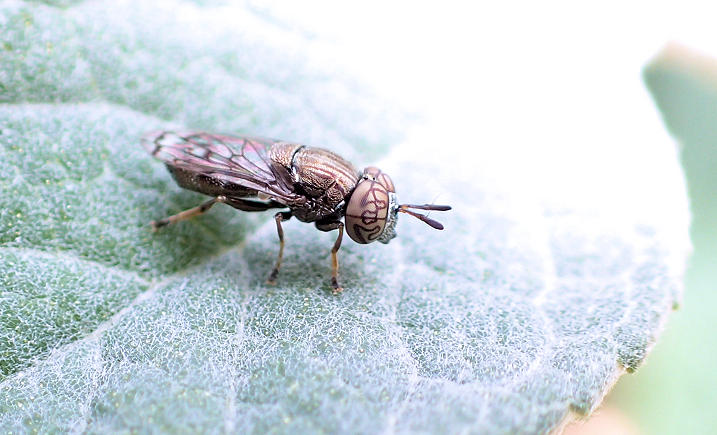 Orthonevra nitida (Wavy Mucksucker)