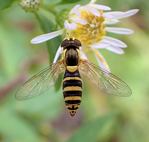 Genus Sphaerophoria (Globetails)