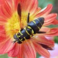 Meromacrus acutus