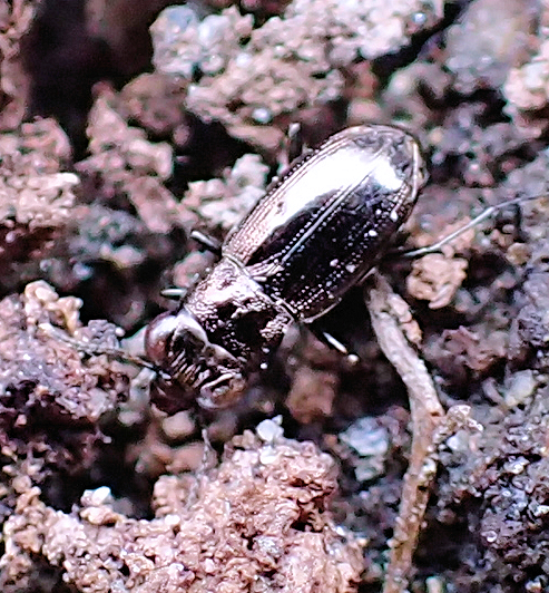 Genus Notiophilus