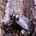 Anthomyia oculifera