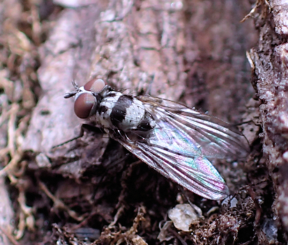 Anthomyia oculifera